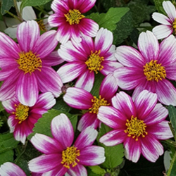 Bidens Elite Bee Pink