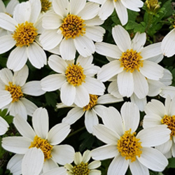 Bidens Elite Bee White