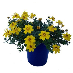 Bidens Elite Sunshine