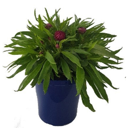 Bracteantha Elite Sapphire